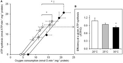 Mitochondrial Costs of Being Hot: Effects of Acute Thermal Change on Liver Bioenergetics in Toads (Bufo bufo)